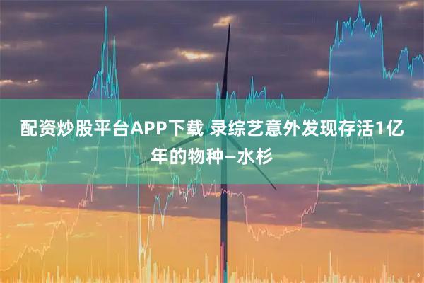 配资炒股平台APP下载 录综艺意外发现存活1亿年的物种—水杉